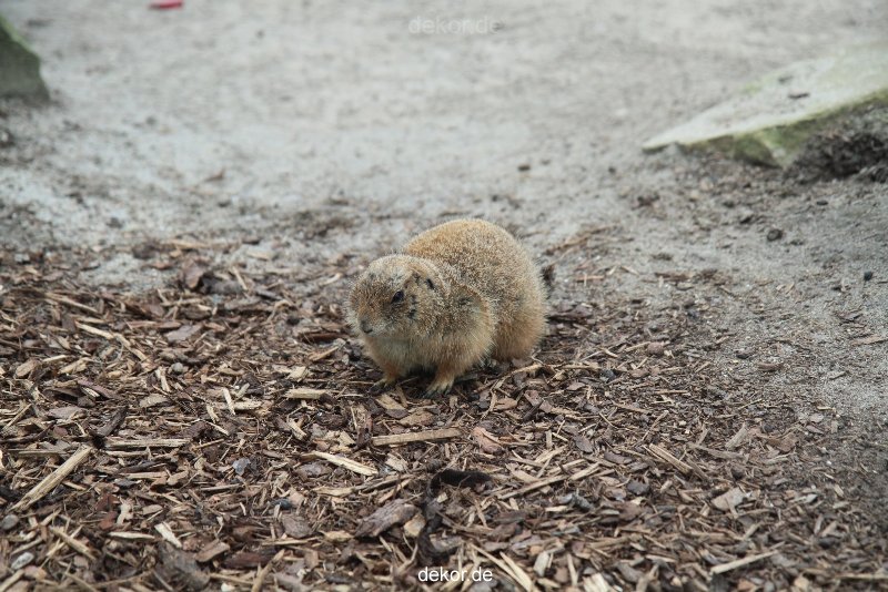 zoo-bochum-zoo-2015-03-28-016