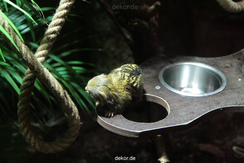 zoo-bochum-zoo-2015-03-28-039