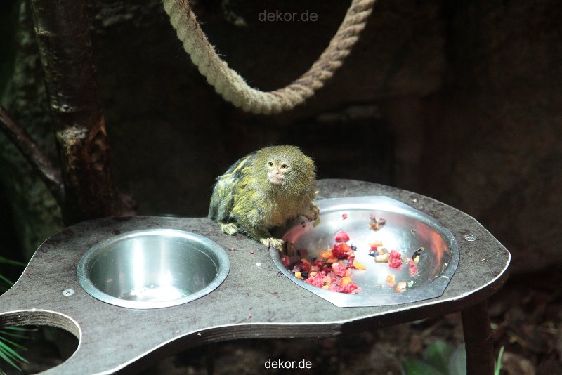 zoo-bochum-zoo-2015-03-28-042
