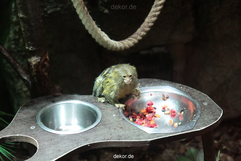zoo-bochum-zoo-2015-03-28-043