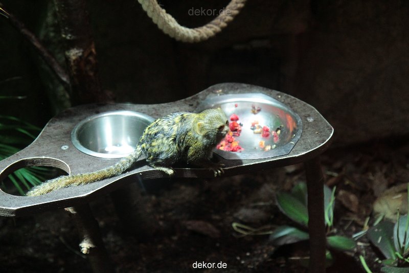 zoo-bochum-zoo-2015-03-28-045