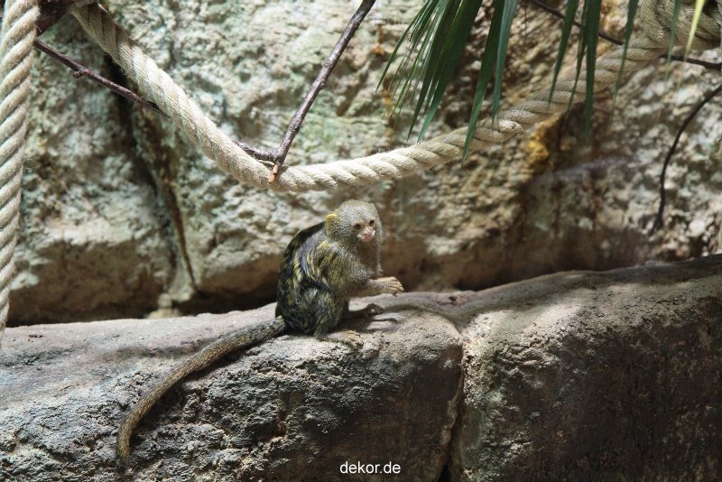 zoo-bochum-zoo-2015-03-28-046