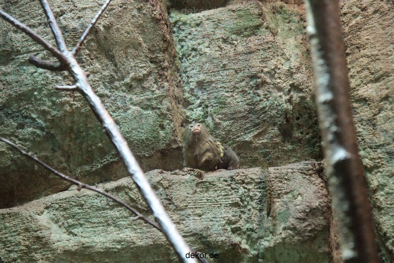 zoo-bochum-zoo-2015-03-28-049