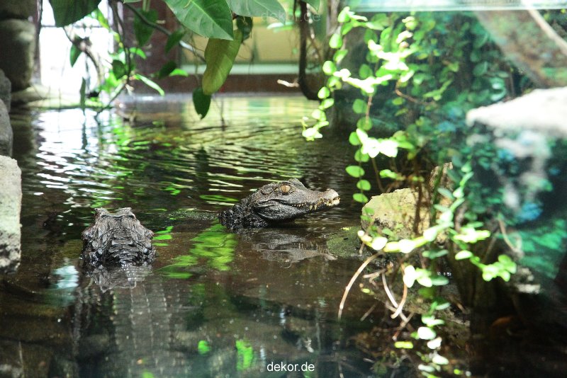 zoo-bochum-zoo-2015-03-28-051
