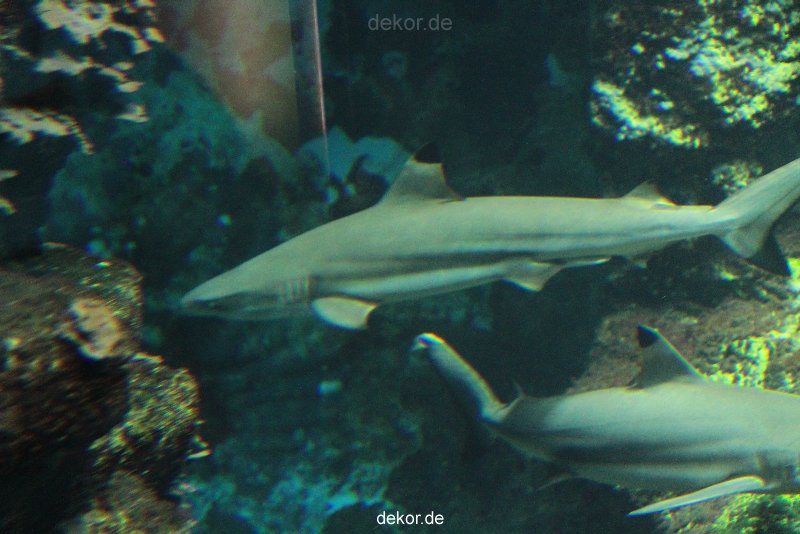 zoo-bochum-zoo-2015-03-28-057
