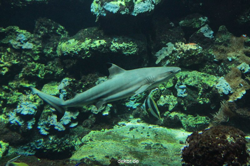 zoo-bochum-zoo-2015-03-28-063