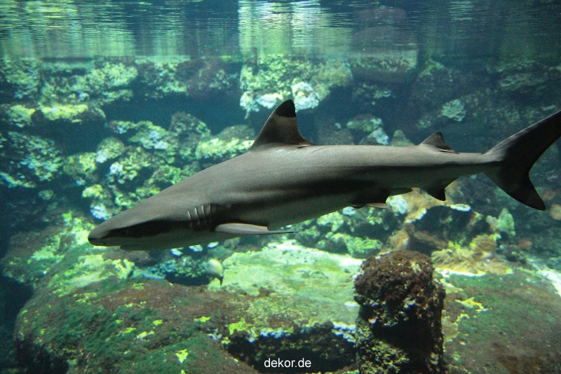 zoo-bochum-zoo-2015-03-28-070