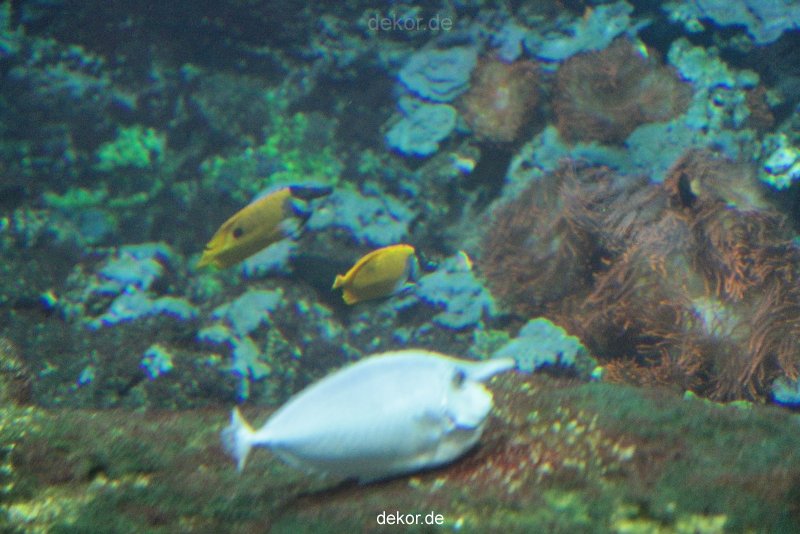 zoo-bochum-zoo-2015-03-28-078