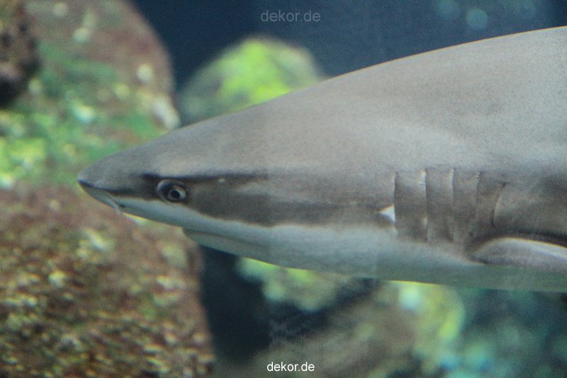 zoo-bochum-zoo-2015-03-28-088