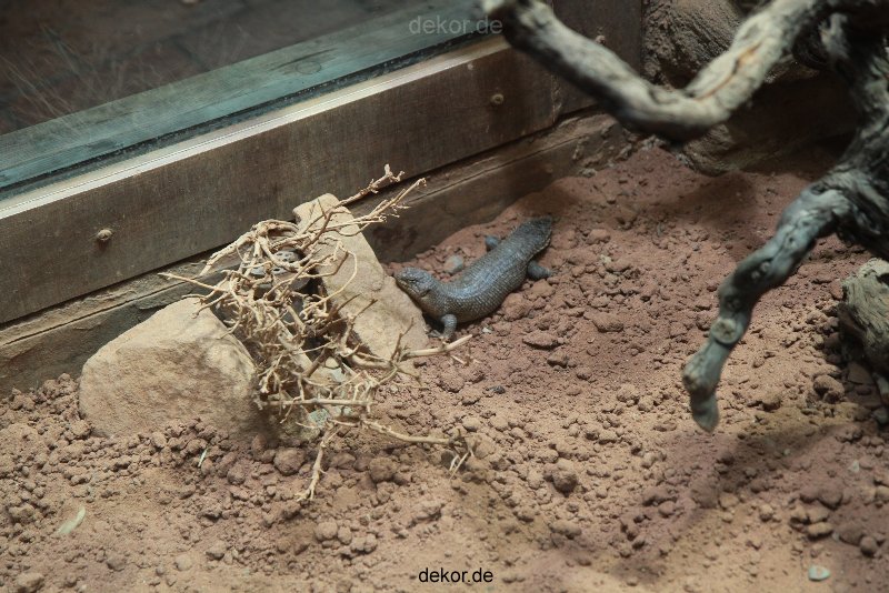zoo-bochum-zoo-2015-03-28-090