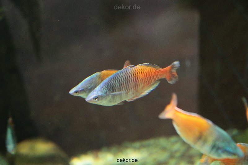 zoo-bochum-zoo-2015-03-28-095