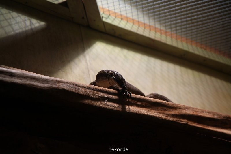zoo-bochum-zoo-2015-03-28-096