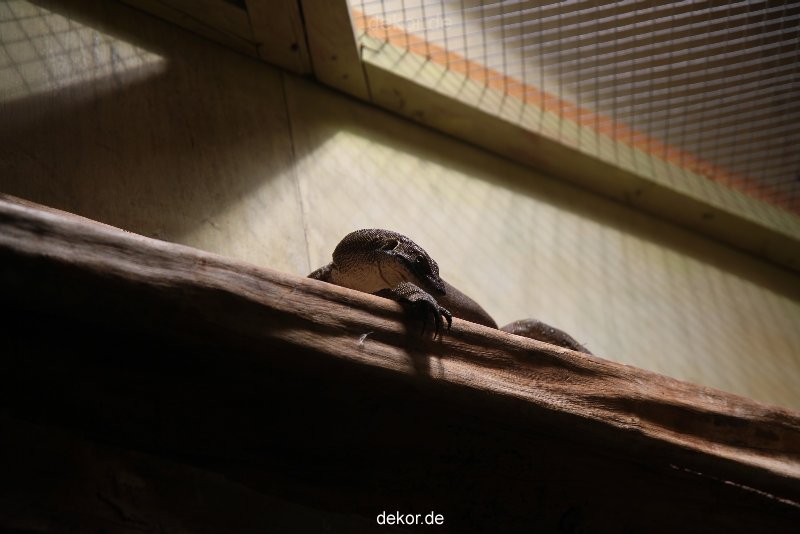 zoo-bochum-zoo-2015-03-28-097