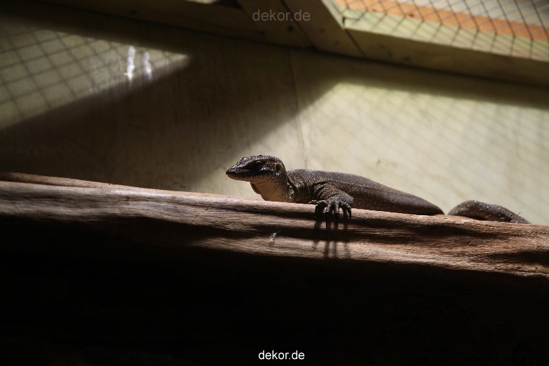 zoo-bochum-zoo-2015-03-28-099