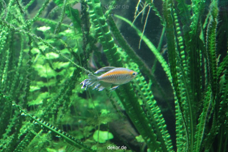 zoo-bochum-zoo-2015-03-28-101