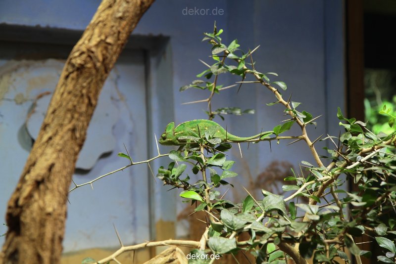 zoo-bochum-zoo-2015-03-28-108