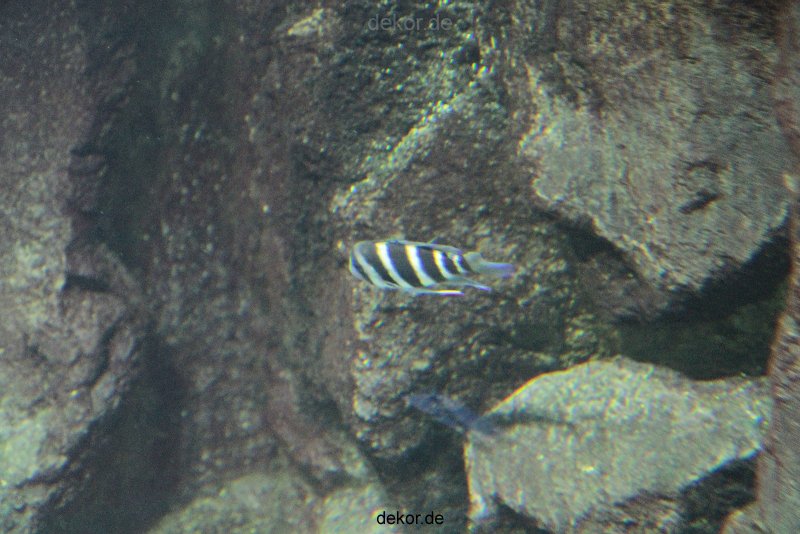 zoo-bochum-zoo-2015-03-28-113