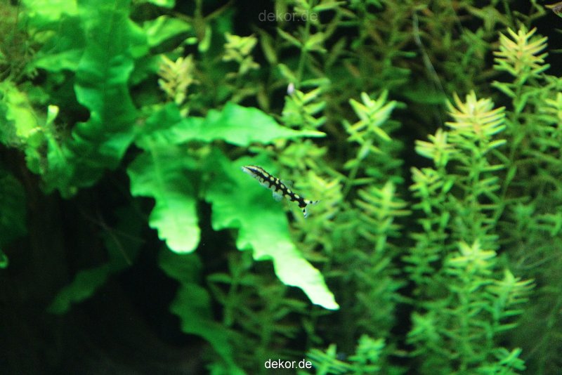 zoo-bochum-zoo-2015-03-28-125