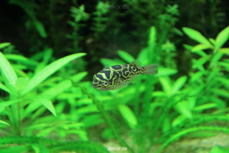 zoo-bochum-zoo-2015-03-28-126
