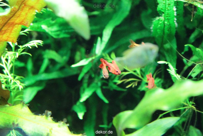 zoo-bochum-zoo-2015-03-28-129