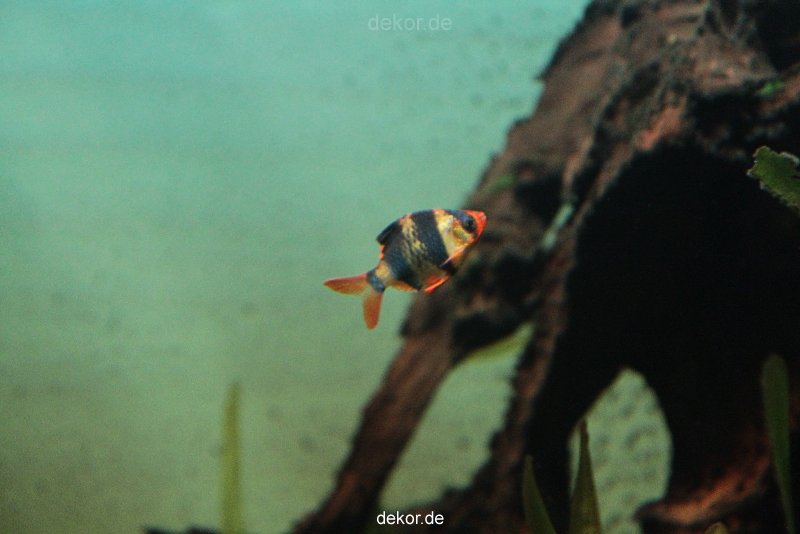 zoo-bochum-zoo-2015-03-28-138