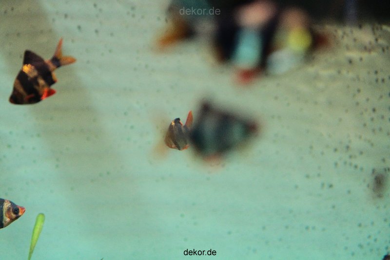 zoo-bochum-zoo-2015-03-28-139