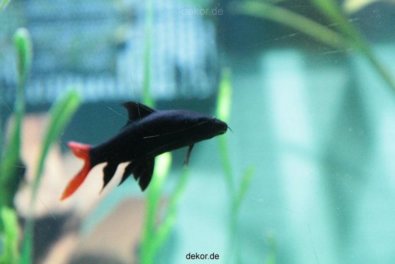 zoo-bochum-zoo-2015-03-28-144
