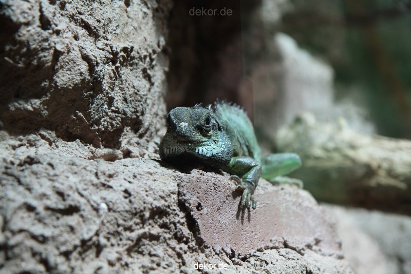 zoo-bochum-zoo-2015-03-28-156