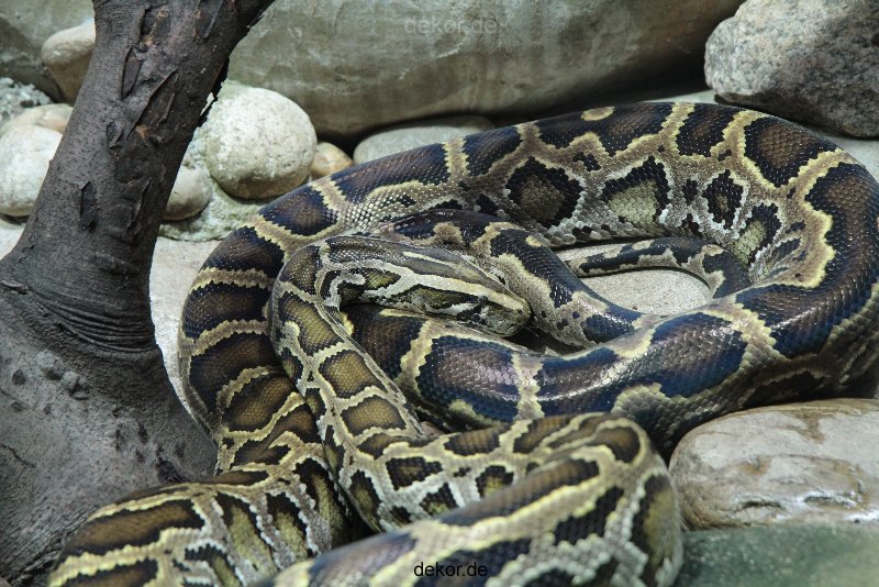 zoo-bochum-zoo-2015-03-28-159