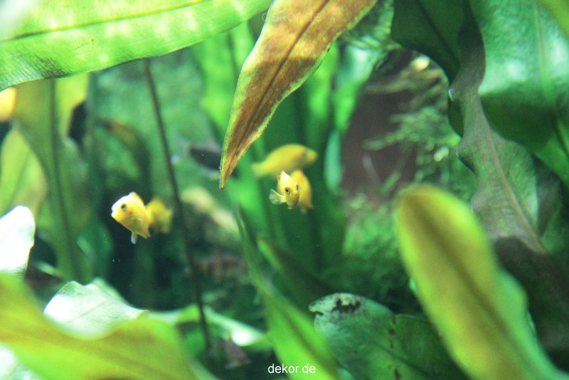 zoo-bochum-zoo-2015-03-28-165