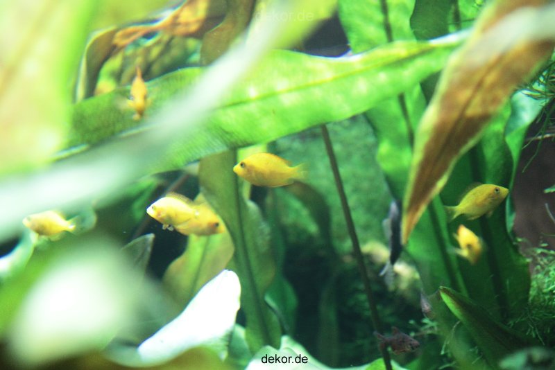 zoo-bochum-zoo-2015-03-28-166