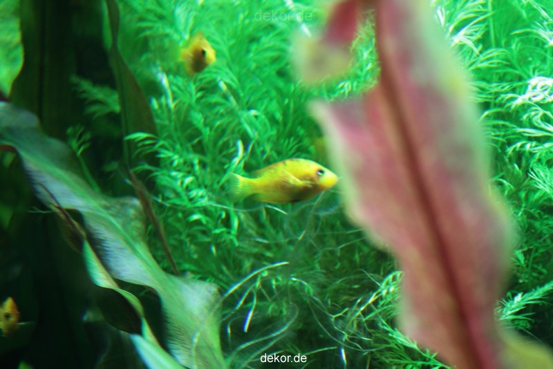 zoo-bochum-zoo-2015-03-28-175