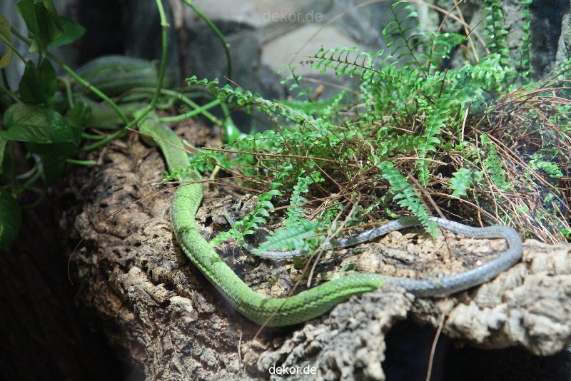 zoo-bochum-zoo-2015-03-28-179