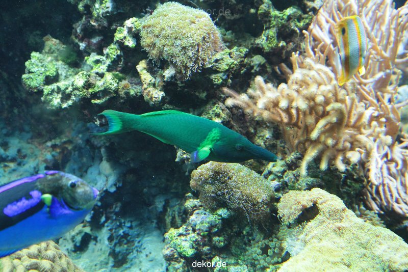 zoo-bochum-zoo-2015-03-28-194