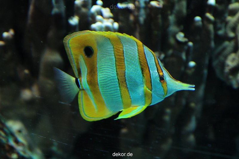 zoo-bochum-zoo-2015-03-28-203