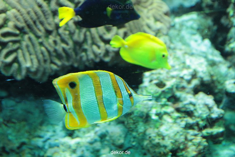 zoo-bochum-zoo-2015-03-28-204