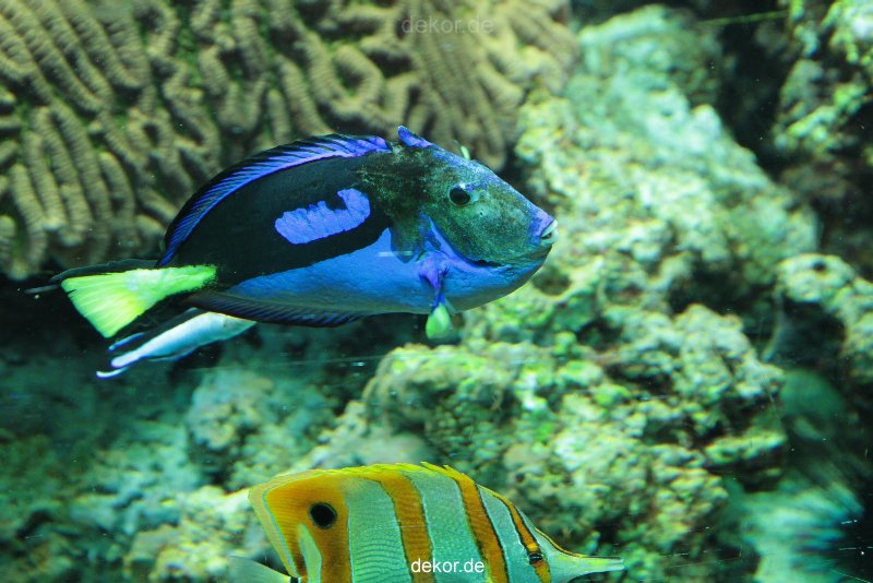 zoo-bochum-zoo-2015-03-28-205
