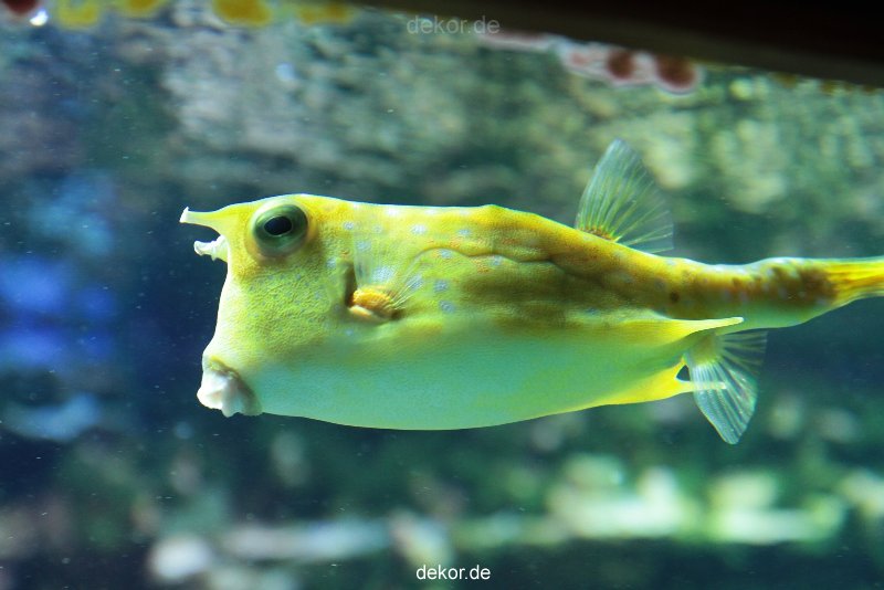 zoo-bochum-zoo-2015-03-28-211