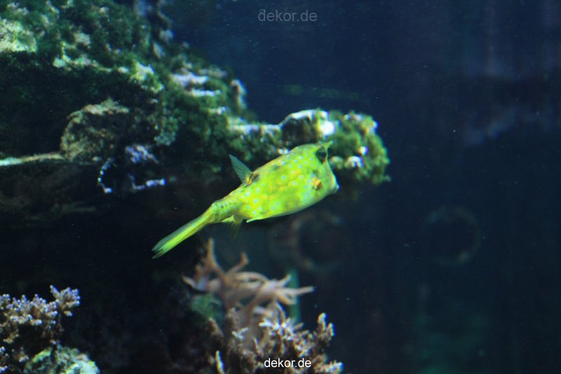 zoo-bochum-zoo-2015-03-28-220