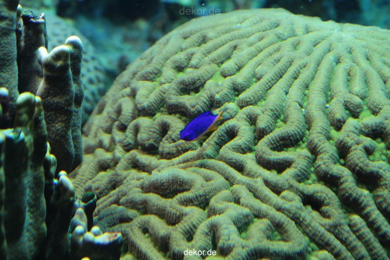 zoo-bochum-zoo-2015-03-28-223