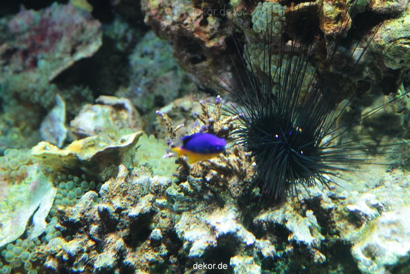 zoo-bochum-zoo-2015-03-28-228