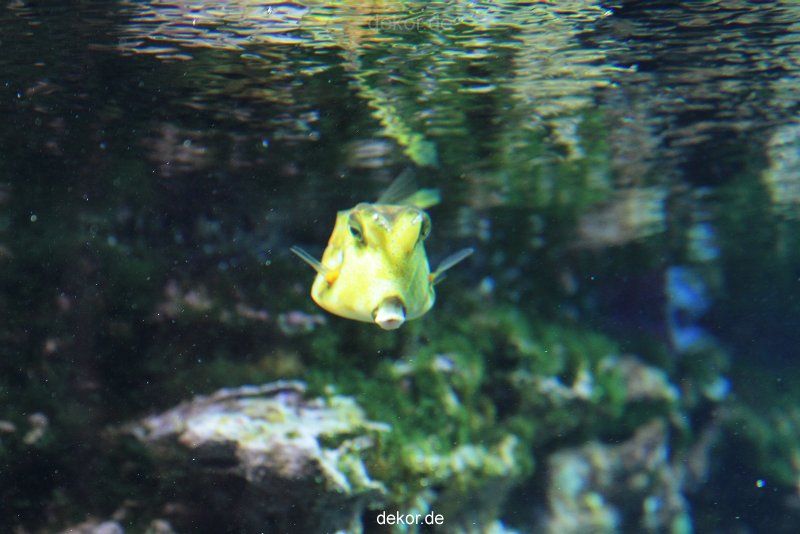 zoo-bochum-zoo-2015-03-28-229