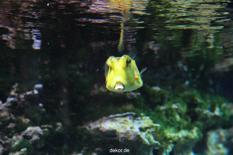 zoo-bochum-zoo-2015-03-28-230