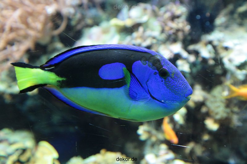 zoo-bochum-zoo-2015-03-28-233