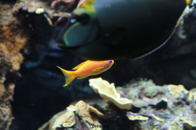 zoo-bochum-zoo-2015-03-28-239