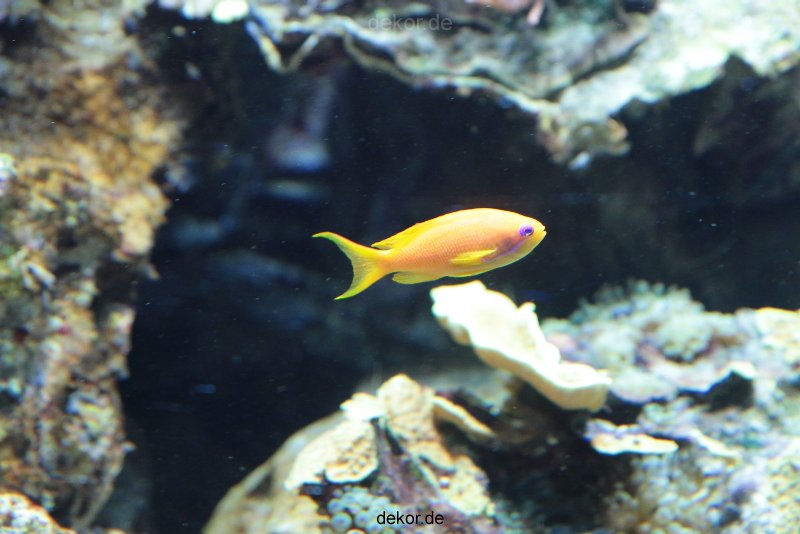 zoo-bochum-zoo-2015-03-28-240