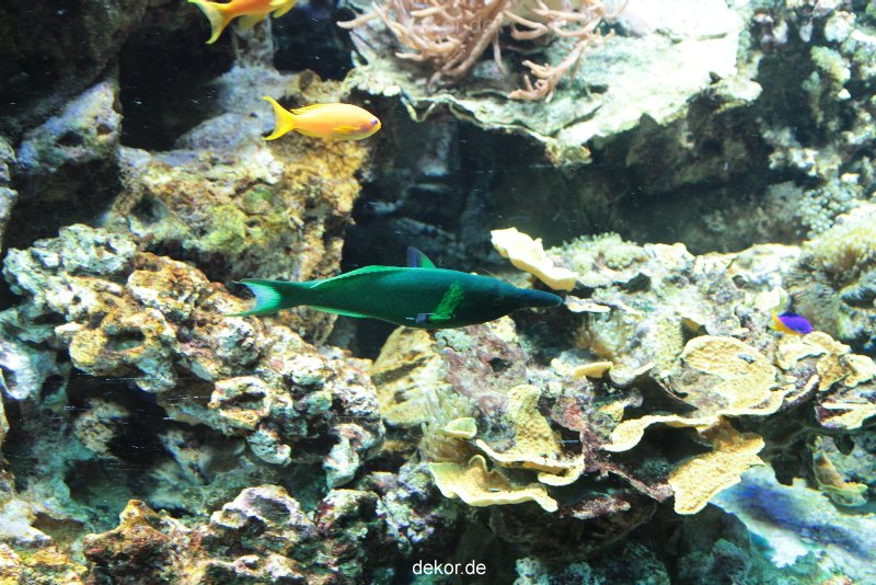 zoo-bochum-zoo-2015-03-28-242