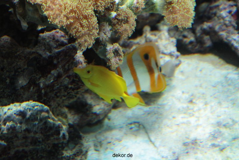 zoo-bochum-zoo-2015-03-28-250