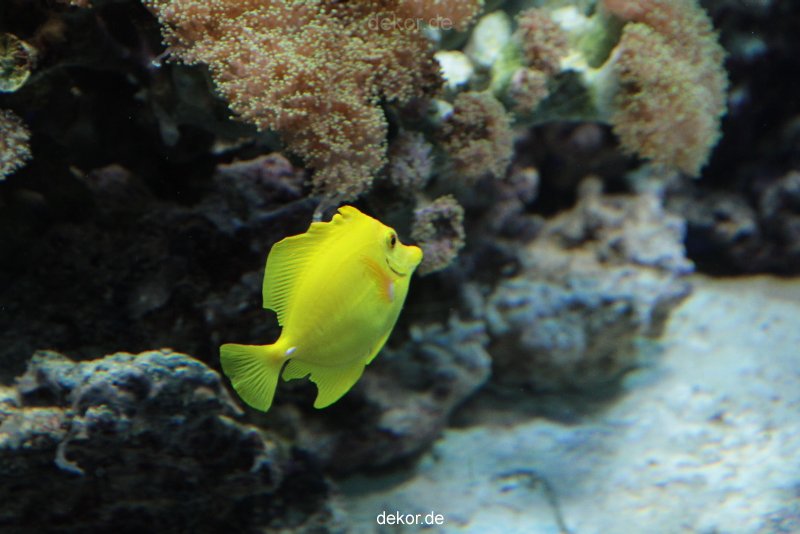 zoo-bochum-zoo-2015-03-28-254