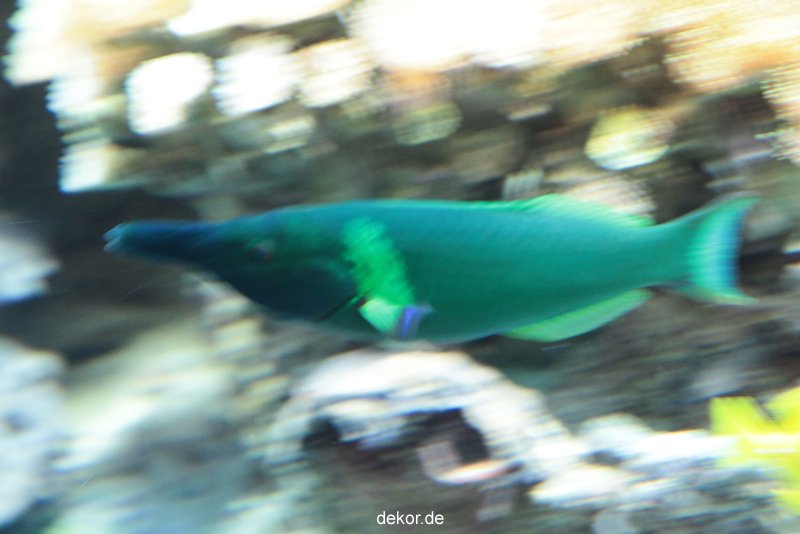 zoo-bochum-zoo-2015-03-28-256